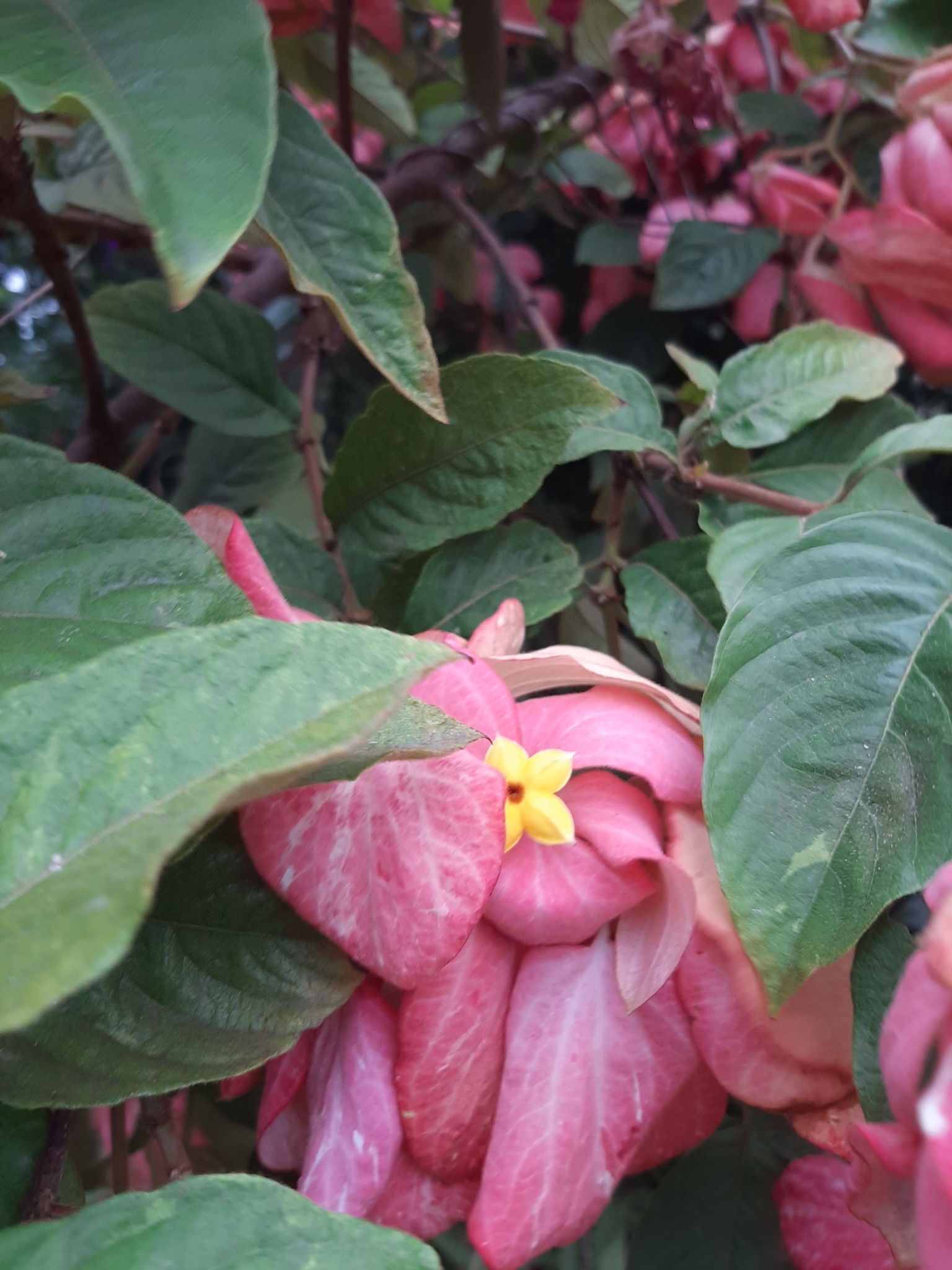 Imagem de Mussaenda