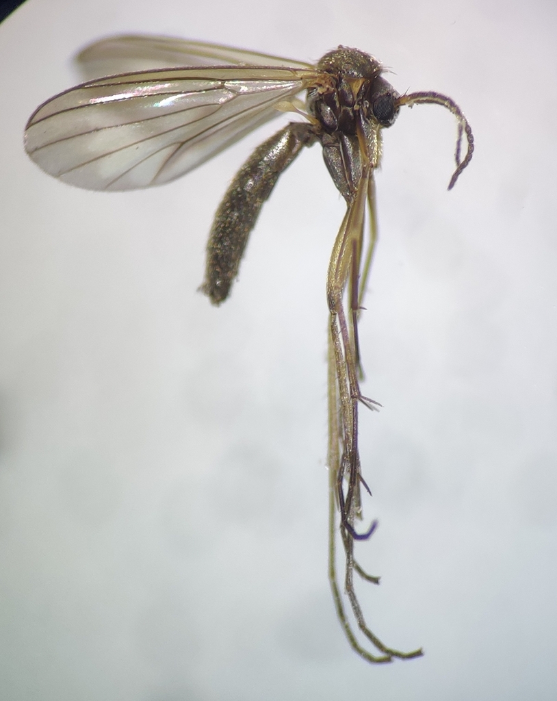 Phronia biarcuata