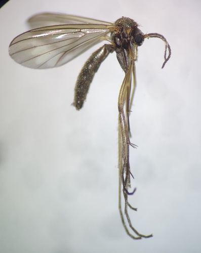 Phronia biarcuata