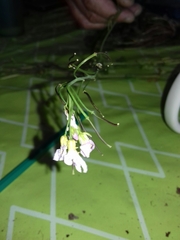 Cardamine pratensis