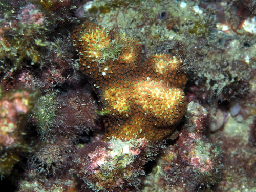 Thorn Coral