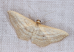 Scopula oppilata