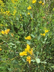 Baptisia sphaerocarpa