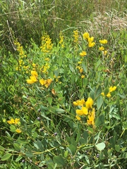 Baptisia sphaerocarpa
