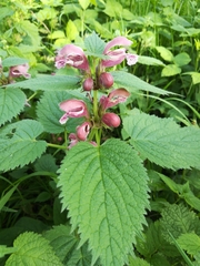 Lamium orvala