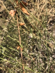 Justicia protracta rhodesiana