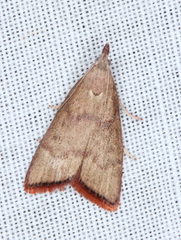 Callionyma sarcodes