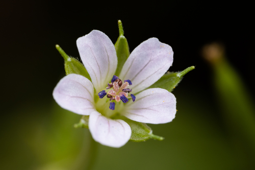 Geranium sibiricum iNat (1)