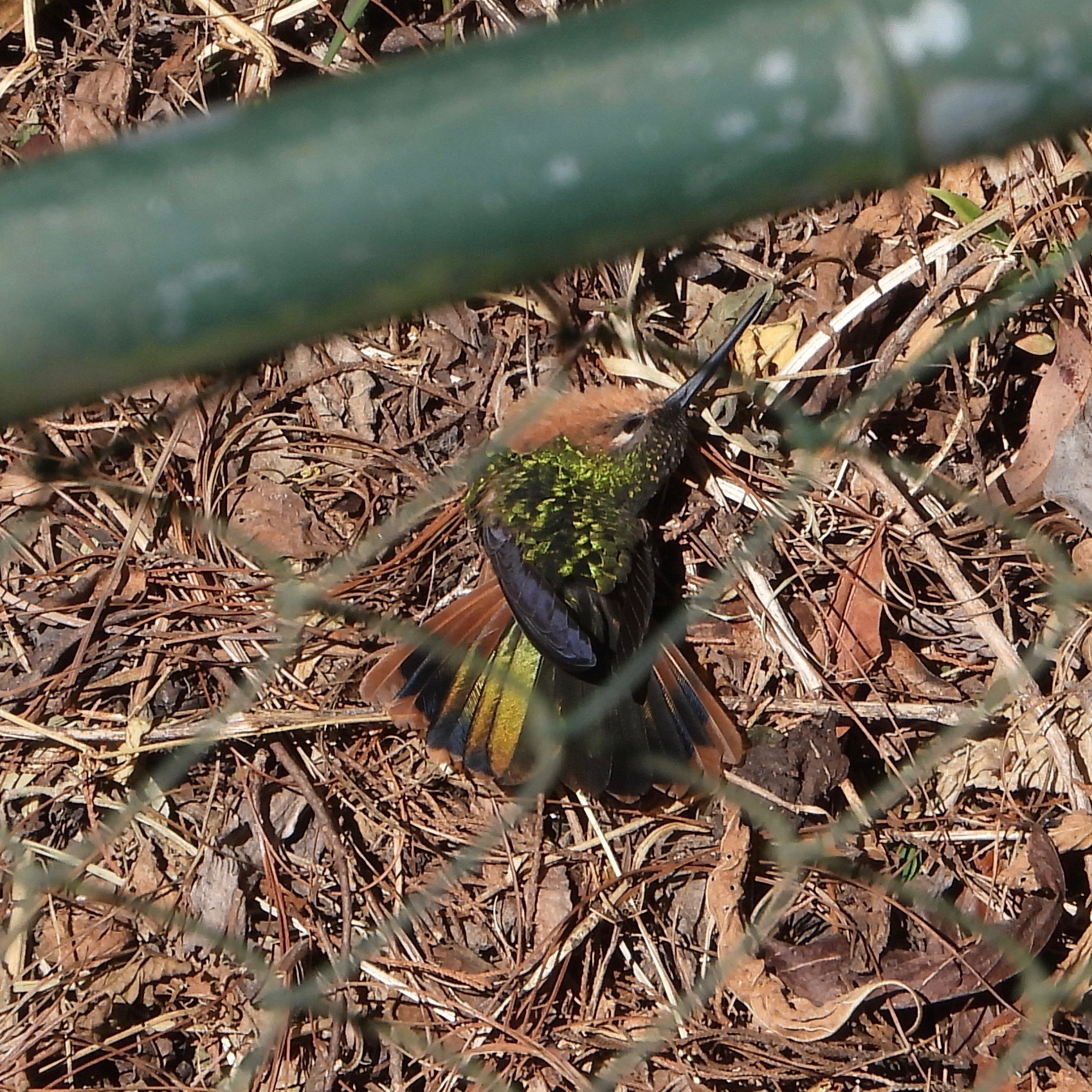 Rufous Sabrewing (Pampa rufa), photo 4