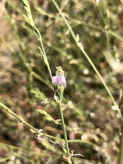 Justicia protracta rhodesiana