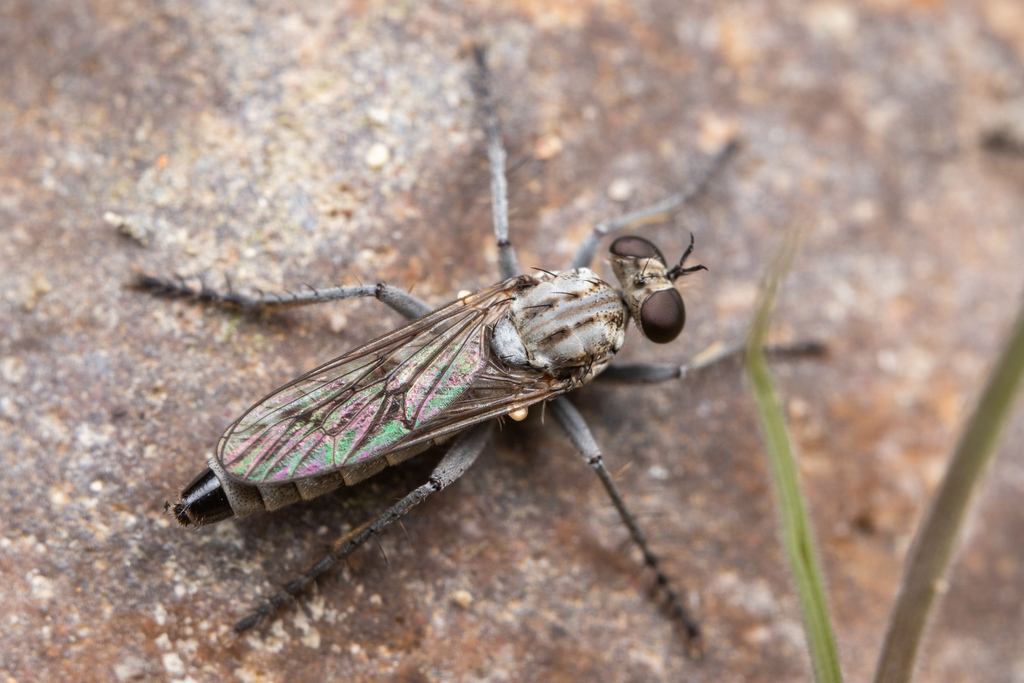Lasiopogon trivittatus