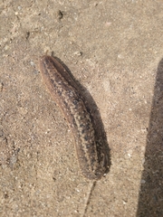 Phyllocaulis soleiformis