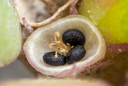 Portulaca oleracea