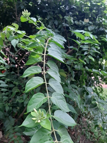 Jasminum multiflorum