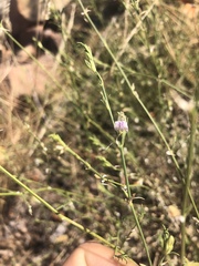 Justicia protracta rhodesiana