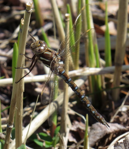 Springtime Darner photo 4