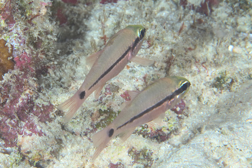 Bridled cardinalfish (Pristiapogon fraenatus) — Apogonidae — 4