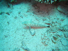 Parapercis hexophtalma