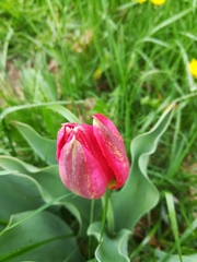 Tulipa
