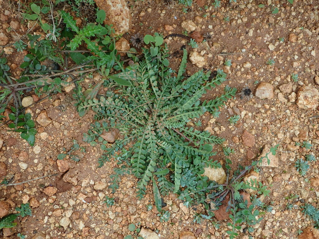 Hyoseris lucida; photograph (c) Daniel Cahen, some rights reserved (CC BY)
