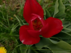 Tulipa