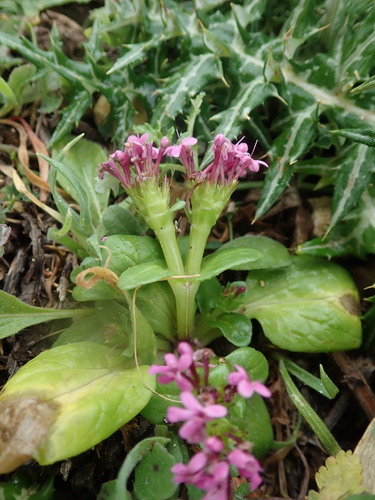 Image of Fedia graciliflora by (c) Daniel Cahen, some rights reserved (CC BY)