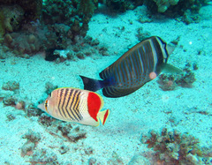 Chaetodon paucifasciatus