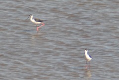 Himantopus mexicanus mexicanus