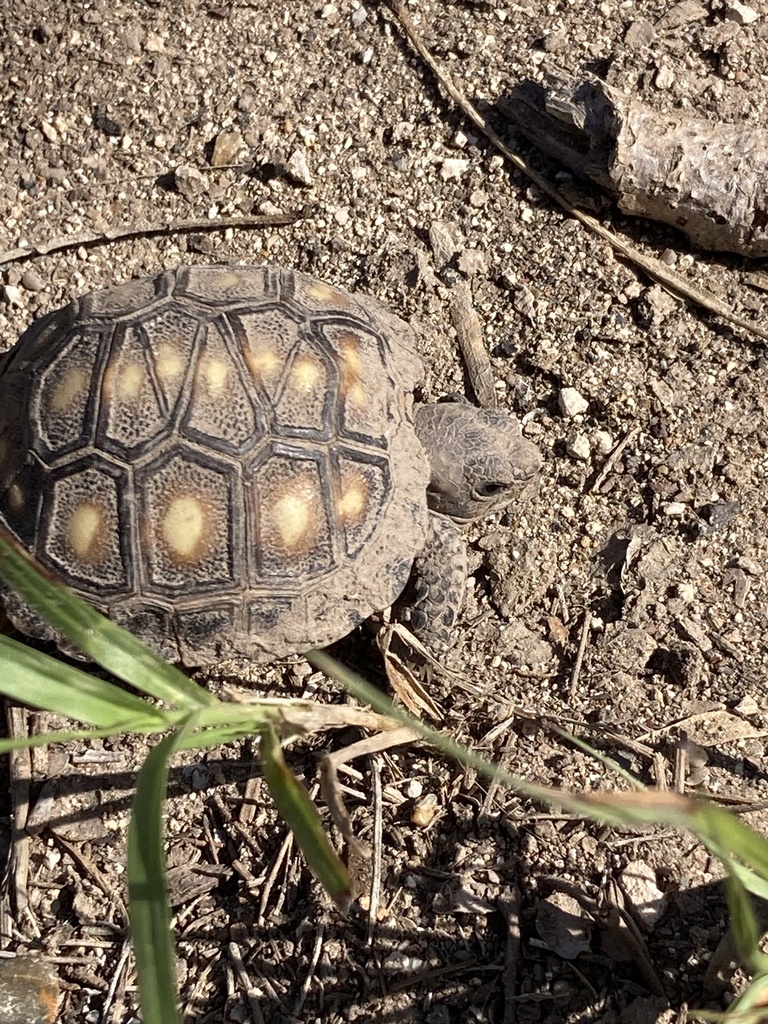 Texas Rtoise Texas Tortoise in February 2024 by Adrian Olvera · iNaturalist