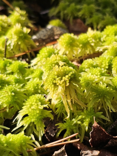Image of Sphagnum recurvum by (c) Patrick Belk, some rights reserved (CC BY)