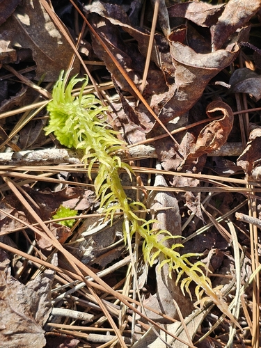 Image of Sphagnum recurvum by (c) Patrick Belk, some rights reserved (CC BY)