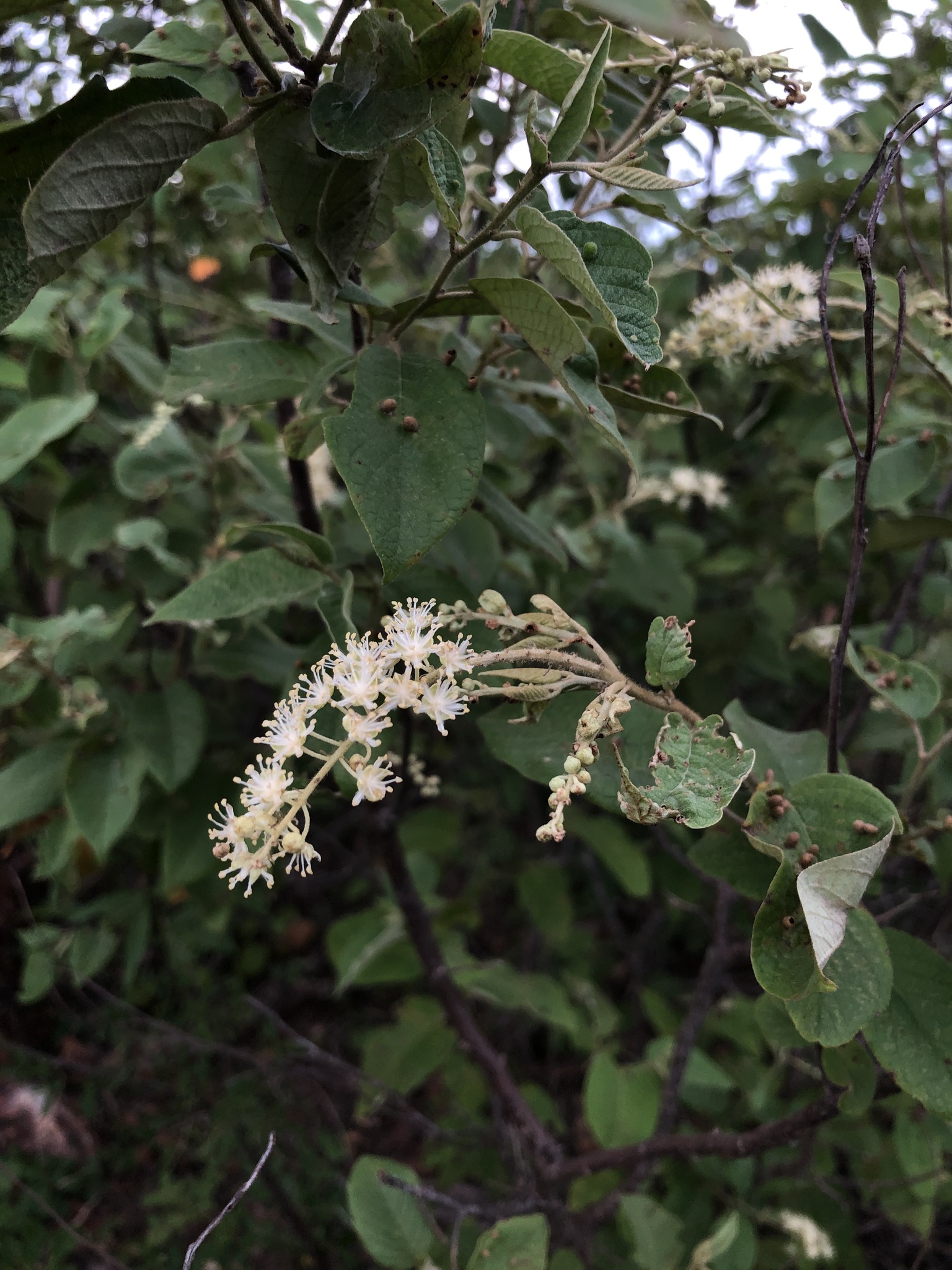Croton blanchetianus