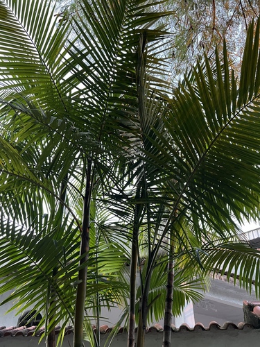 Foto de Açaí