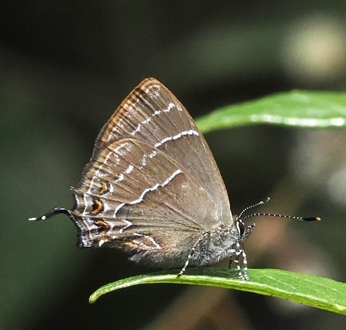 Salazaria sala