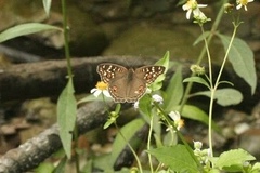 Junonia lemonias aenaria