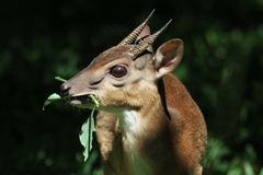 Nesotragus moschatus