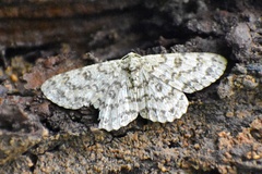 Ophthalmitis herbidaria