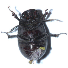 Scarabaeoidea
