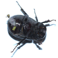 Scarabaeoidea