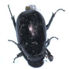 Scarabaeoidea