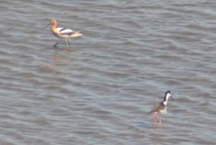 Himantopus mexicanus mexicanus