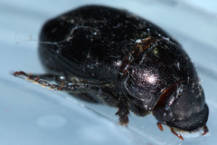 Scarabaeoidea