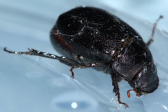 Scarabaeoidea