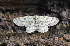 Ophthalmitis herbidaria