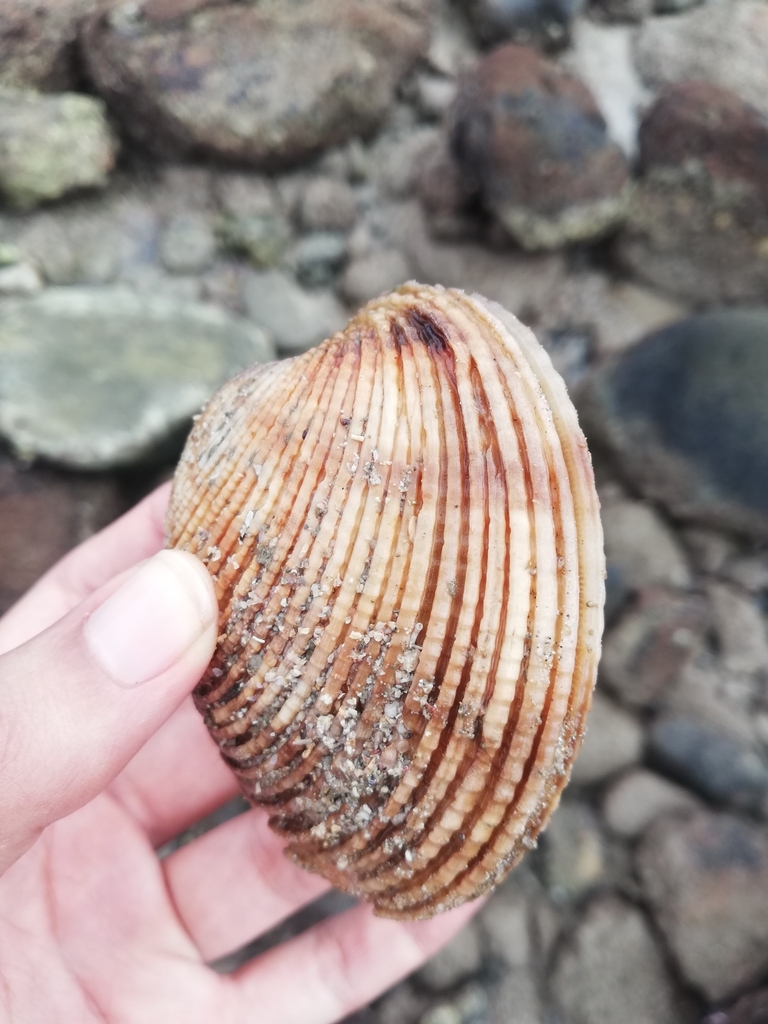 Periglypta multicostata