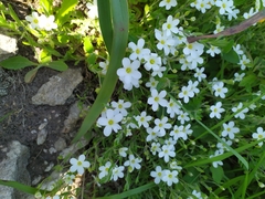 Arenaria montana