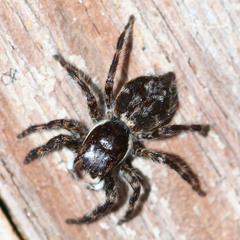 Salticidae