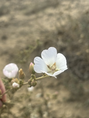 La Luna Globemallow (Sphaeralcea fulva)