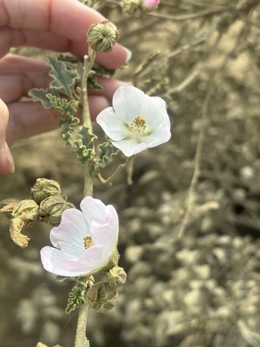 Sphaeralcea fulva, photograph 5