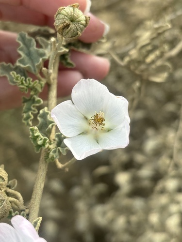 Sphaeralcea fulva, photograph 6